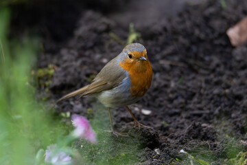 robin on the grass