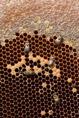 Exit bee with honeycomb. Young bees bite cover cocoon and comes out. Young bees on honeycomb, 