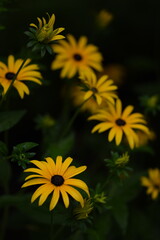 Yellow rudbeckia flowers on bokeh flowers background,, floral coneflowers background.