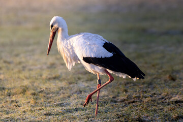 white stork in the grass