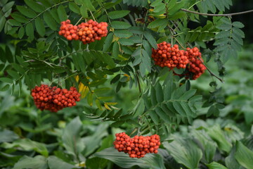 Rowan fruits on branches, mountain-ashes fruits on tree at early autumn.