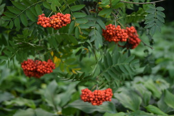 Rowan fruits on baranches, mountain-ashes fruits on tree at early autumn.