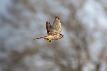 kestrel with prey