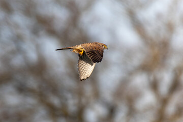 kestrel with prey