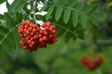 Rowan fruits closeup, macro of mountain-ashes fruits on tree at early autumn.