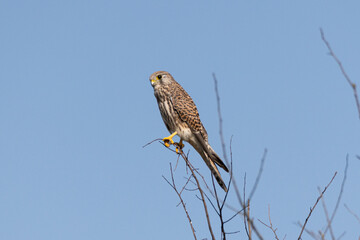 kestrel in the tree