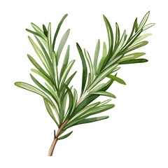 Watercolor Painting Vector of a rosemary leaf plant herbs freshness, isolated on a white background, Drawing art Graphic, Illustration clipart.