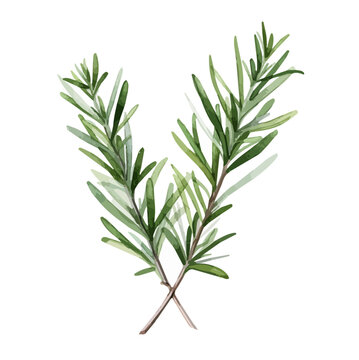 Watercolor Drawing Vector of a Rosemary aromatic herb, isolated on a white background, Painting art Graphic, Illustration & clipart.