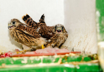 Two cute eagle chicks together on a dirty wall look out with their big eyes.