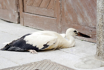Wounded stork on the ground of a city street. © NATI