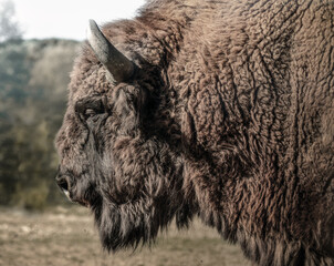 A maned bison in the wild of Poloniny National Park.