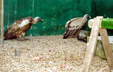 Vulture with bandage on injured wing recovers in bird hospital. Gyps fulvus.