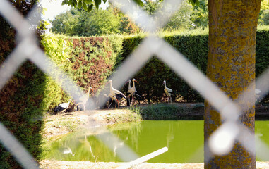 Storks seen through the fence next to a pond in a bird recovery enclosure.