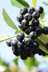 Chokeberries fruits closeup, ripe aronia fruits on shrub before harvest.