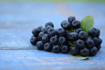Chokeberries, aronia fruits close-upon bokeh blue wooden background with space for text, bokeh empty space, fruits on natural background.