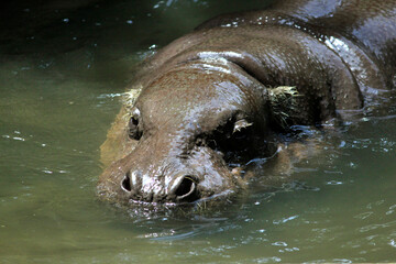 A Hippopotamus Amphibius, a large omnivorous animal, from Sub-Saharan Africa drowning its body in a...