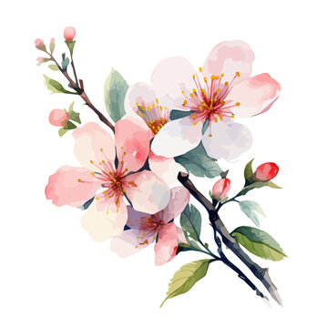 Watercolor Painting Vector of spring blossom with leaves & branch, isolated on a white background, clipart Drawing, Graphic Painting, Illustration & Vector.