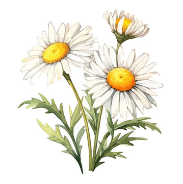 Watercolor Painting Graphic of chamomile flower, isolated on a white background, Illustration & Vector, Drawing clipart, art.