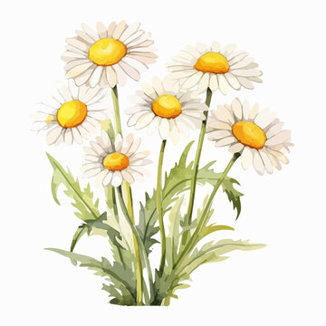 Watercolor Painting Vector of chamomile flowers, isolated on a white background, Drawing clipart, Illustration Vector, Graphic art.