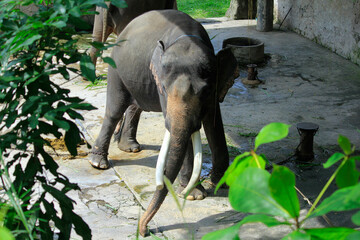 The Sumatran elephant (Elephas Maximus Sumatrensis), a subspecies of Asian elephant, is relatively smaller, has chained feet and is in poor condition.