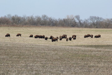 Where the buffalo roam