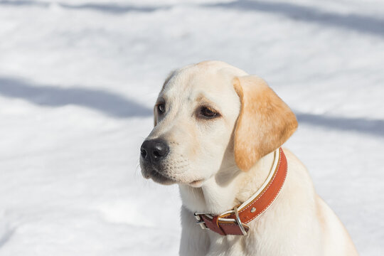Young labrador observing winter grounds in the nature..