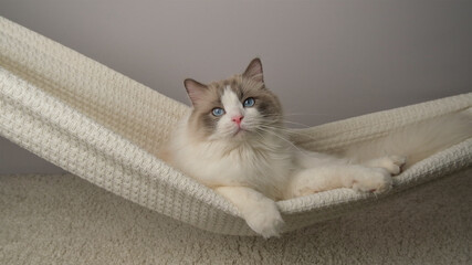 The cat is swinging in a hammock.