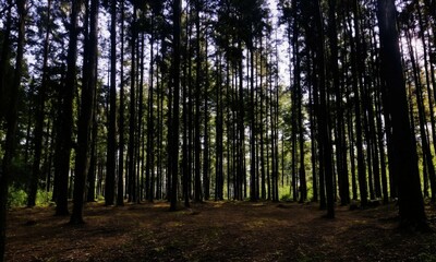 Obraz premium sun shining through the forest