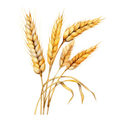 watercolor Vector Illustration of a wheat ser, isolated on a white background, Drawing clipart, Graphic Painting, art design.