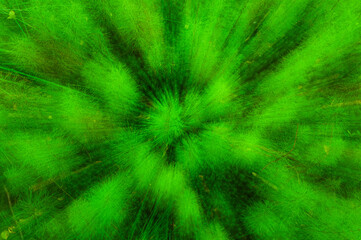 Close Up View of a Abstract Green Plants