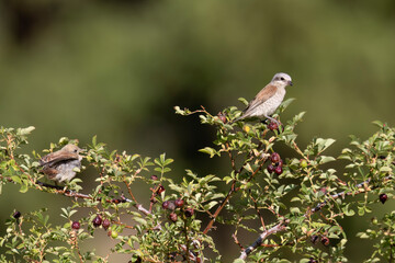 The red backed shrike (Lanius collurio) carnivorous passerine bird and member of the shrike family