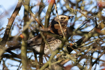 fieldfare in the bush