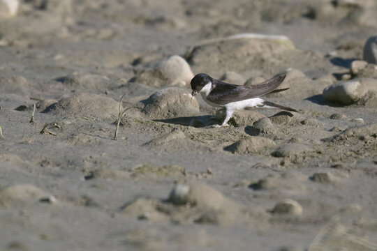 Northern house martin (Delichon urbicum) collecting mud for the nest .