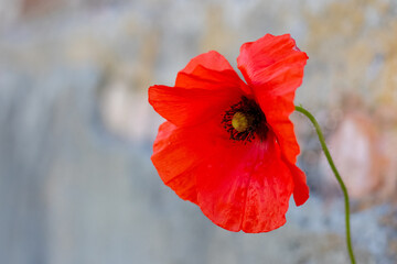 Poppy flower on a light background