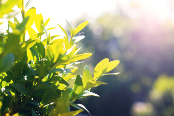 Green twigs of boxwood in summer on a sunny day