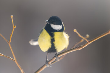 A tit on a branch on a sunny spring day
