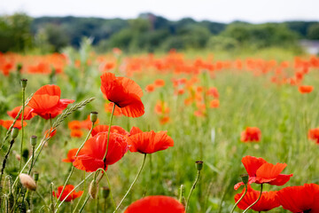 Blooming red poppies in the meadow in front of the forest