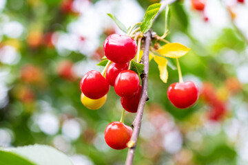 Cherries in the garden on a tree during ripening