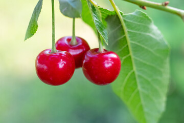 Big red ripe cherries in garden on tree on blurred background