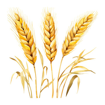 watercolor Painting Vector branch wheat ser, isolated on a white background, clipart art, Illustration Graphic Drawing.