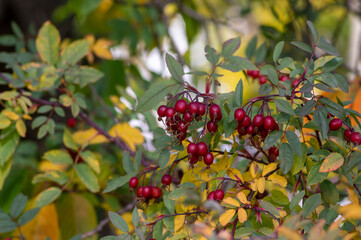 Rosa glauca deciduous red-leaved spiny shrub with red ripened fruits, redleaf rose branches with hips and leaves