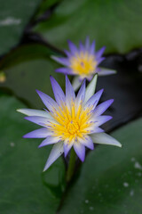 Nymphaea caerulea savigny water lily plant in bloom, beautiful flowering lotus flowers in garden pond