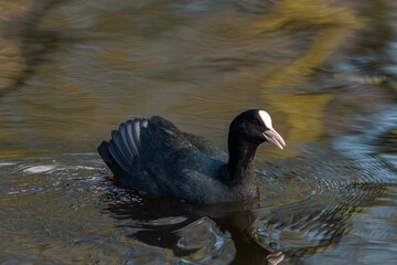 Podicipedidae bird on lake in city in spring sunny hot day