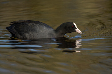 Podicipedidae bird on lake in city in spring sunny hot day