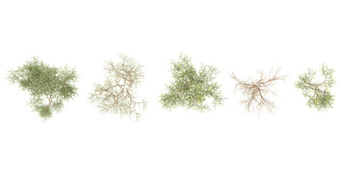  Cutout Larrea-divaricata plants for garden design or landscaping from the top view © Saifstock