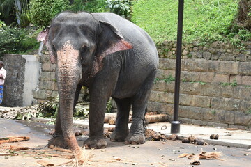 An elephant who arrives to participate in Kandy Esala Perahera at Temple of the Tooth (Sri Dalada Maligawa), Kandy, Sri Lanka. - obrazy, fototapety, plakaty