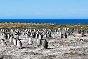 Gentoo penguins on Bertha&rsquo;s beach Falkland Islands