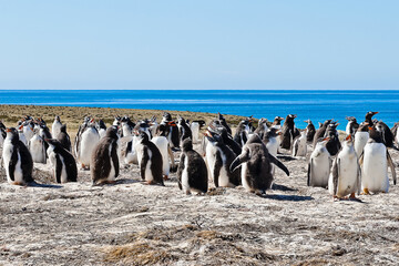 Gentoo penguins on Bertha&rsquo;s beach Falkland Islands