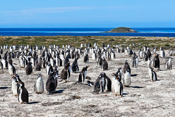 Gentoo penguins on Bertha’s beach Falkland Islands