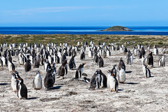 Gentoo penguins on Bertha&rsquo;s beach Falkland Islands